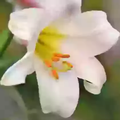 Trumpet-Shaped Hybrids